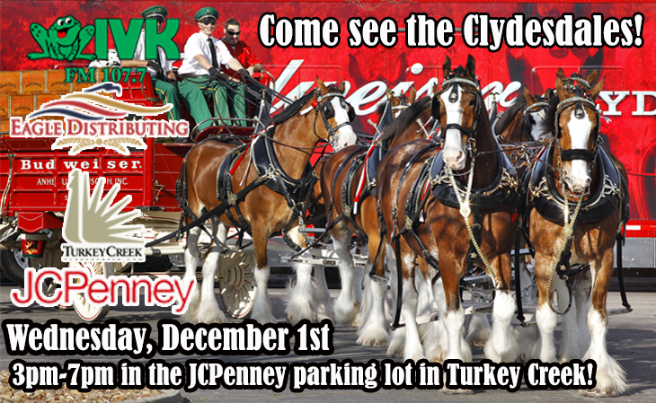 Budweiser Clydesdales in Turkey Creek! @ JCPenney Parking Lot